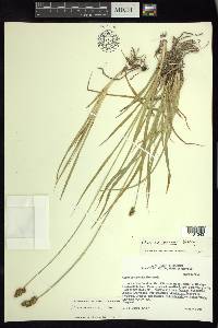 Carex marianensis image