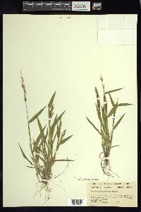 Urochloa fusca image