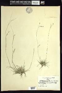 Griffithsochloa multifida image