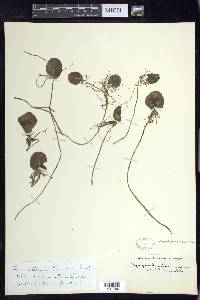 Nymphoides aquatica image