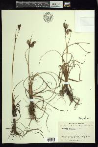 Eriophorum angustifolium image