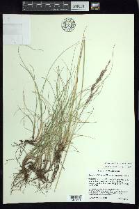 Festuca rubra image