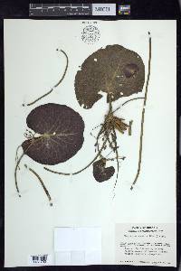 Nymphoides aquatica image