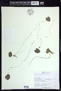 Nymphoides cordata image