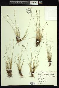 Carex myosuroides image