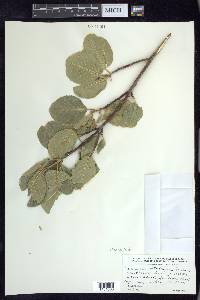 Frangula betulifolia image