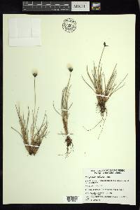 Eriophorum callitrix image