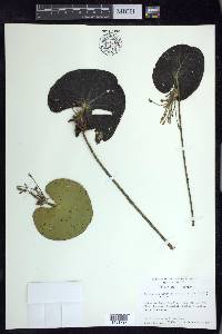 Nymphoides aquatica image