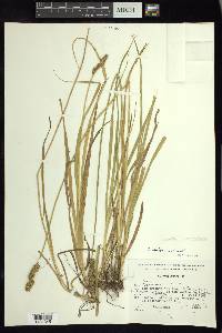 Carex marianensis image