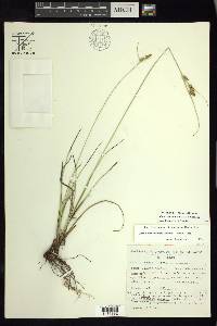 Carex dentata image