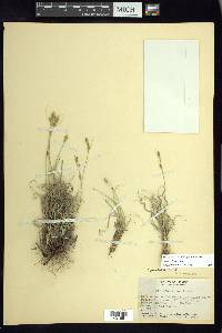 Carex stellata image