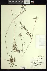 Dichanthelium acuminatum subsp. longiligulatum image