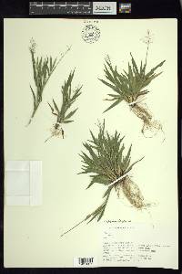 Panicum acuminatum image