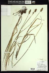 Carex marianensis image