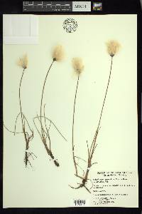 Eriophorum russeolum image