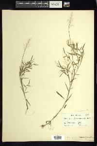 Dichanthelium wrightianum image