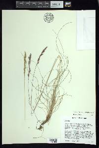 Festuca rubra image