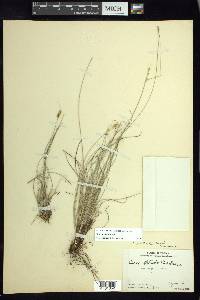 Carex stellata image