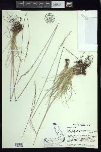 Festuca rubra image