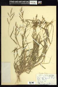 Urochloa fusca image