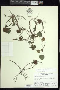 Hydrocharis morsus-ranae image