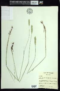 Agropyron cristatum subsp. desertorum image