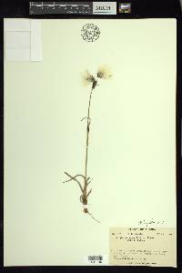 Eriophorum angustifolium image