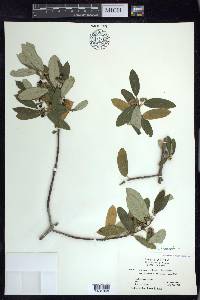 Frangula californica image