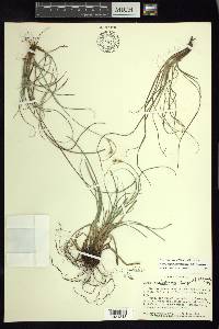 Carex angustilepis image