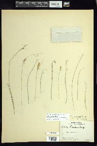 Carex dentata image