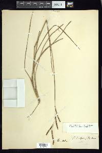 Paspalum plicatulum image