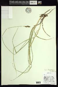 Carex marianensis image