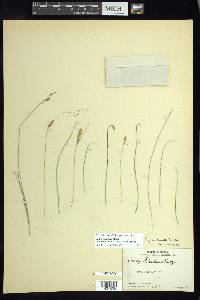 Carex stellata image