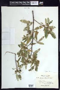 Frangula californica image