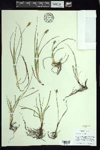 Carex xalapensis image