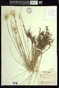 Eriophorum scheuchzeri image