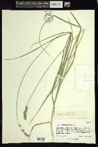 Carex marianensis image