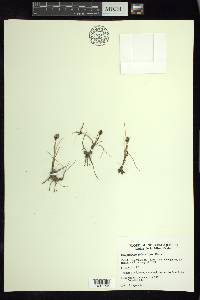 Eriophorum scheuchzeri image