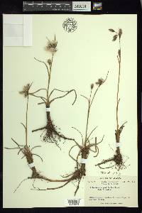 Eriophorum angustifolium image