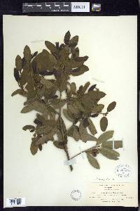 Frangula californica image