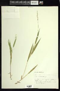 Dichanthelium xanthophysum image