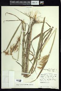 Sorghum trichocladum image