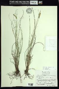 Carex stellata image