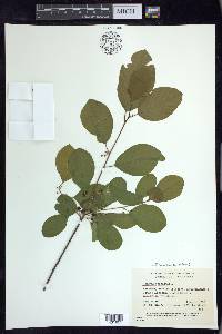 Frangula alnus image