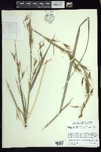 Hyparrhenia rufa image