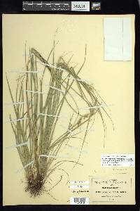 Carex angustilepis image