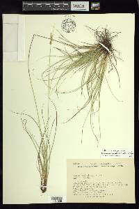 Carex dentata image