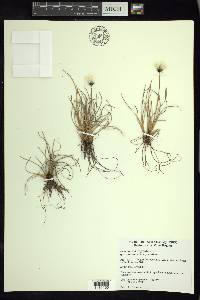 Eriophorum vaginatum subsp. spissum image