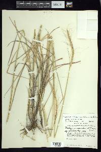 Trachypogon spicatus image