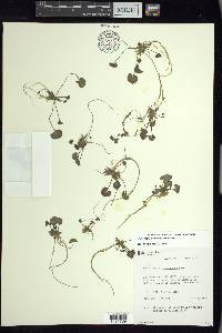 Hydrocharis morsus-ranae image